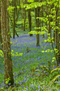 Bluebells above Sandplace