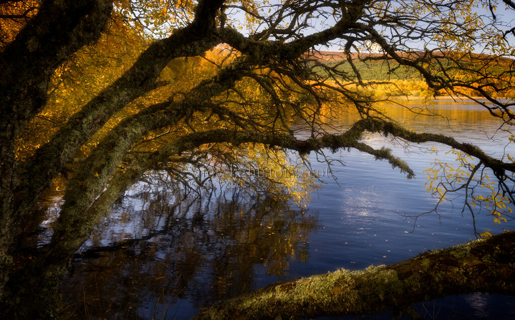 Autumn light