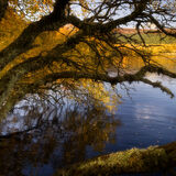 Autumn light
