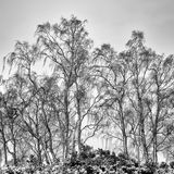 Birch trees