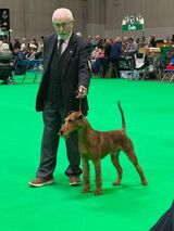 Crufts Reserve CC Winner