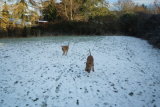 Kerrykeel Irish Terriers in the snow