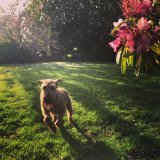 English & Irish Champion Kerrykeel Ronan