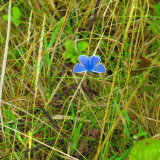 British Blue Butterfly
