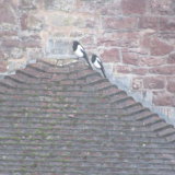 Sheltering from the Rain