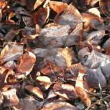 Frosty Leaves