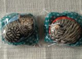 Two hand illustrated Cat portrait stones.