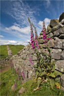 The Wall