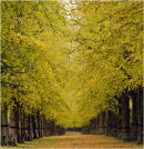 The Limetree Avenue, Clumber Park