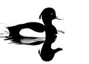 Tufted duck