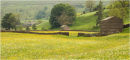 Wild Flower Meadows Muker Swaledale
