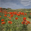 Poppy fields (see video)