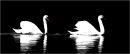 Swan Art : Swan Duet