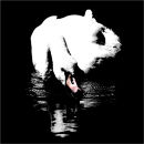 Swan Art : Swan Solo