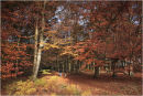 Binning Wood