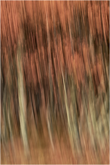 Firey autumn foliage