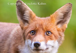 A visit from a very cute fox cub