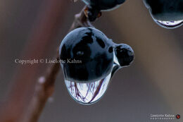Landscape reflection in droplet