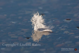 Solitary @Mariagerfjord, Denmark