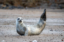 A grey seal posing for the photographer @Nr. Lyngby beach, Vendsyssel, Denmark