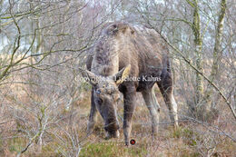 Moose in "Lille Vildmose" Nationalpark