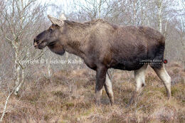 Moose in "Lille Vildmose" Nationalpark