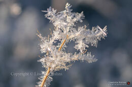 Spectacular rime crystals after a cold night during Christmas 2020