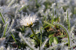 Spectacular rime crystals after a cold night during Christmas 2020