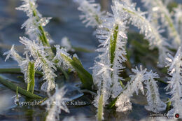 Spectacular rime crystals after a cold night during Christmas 2020
