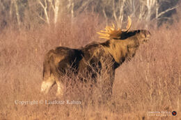 Young male moose foraging in "Lille Vildmose", Denmark