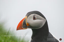 Puffin on Mykines, Faroe Islands on a foggy day