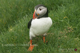 Puffin on Mykines, Faroe Islands on a foggy day