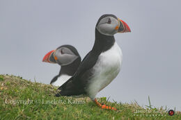 Puffins on Mykines, Faroe Islands on a foggy day