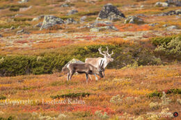 Reindeer, Valdresflyi