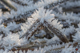 Rime exhibition after a cold night