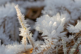 Rime exhibition after a cold night