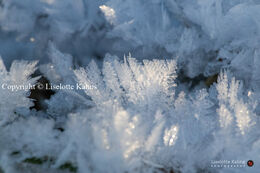 Rime crystals after a cold night