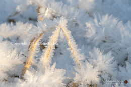 Rime crystals after a cold night
