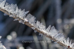 Spectacular rime crystals after a cold night in February 2021