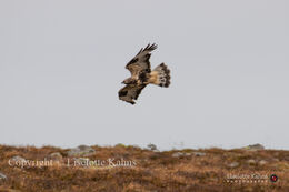 Rough-legged Buzzard