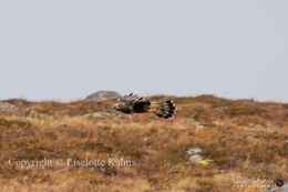 Rough-legged buzzard