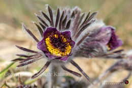 Small Pasque flower in the sandy dunes @ Rubjerg Knude