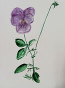 Ruth Forster