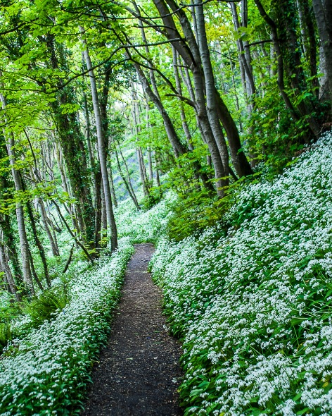 Downhill, Co.Antrim - 1485