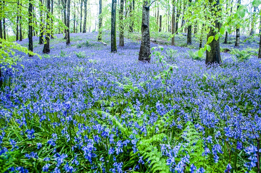 Portglenone Bluebells - 1567