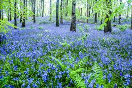 Portglenone Bluebells - 1567