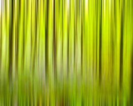 Trees, Abstract - 1583