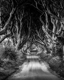 Dark Hedges - 7019