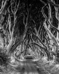 Dark Hedges - 7039