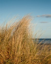 Murlough Beach - 0120